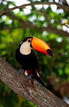 Toco toucan portrait {Ramphastos toco} captive Pantanal, Brazil