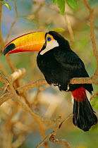 Toco toucan portrait {Ramphastos toco} captive, Pantanal, Brazil