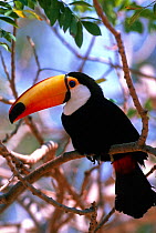 Toco toucan portrait {Ramphastos toco} captive Pantanal, Brazil