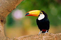 Toco toucan {Ramphastos toco} Pantanal, Brazil - captive