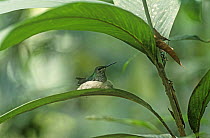 White necked jacobin {Florisuga mellivora} female on nest under leaf, showing small size, Amazonia, Peru