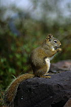 North American red squirrel {Tamiasciurus hudsonicus} feeding, Great Slave Lake, Canada