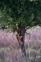 Bengal tiger cubs, 5-months, playing in tree {Panthera tigris tigris} Kanha NP, Madhya Pradesh, India