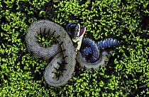 Grass snake {Natrix natrix} defends itself from predators by feigning death. Sometimes it also emits a foul-smelling substance from its anal glands, making it smell like rotten meat. Cromford, Derbysh...
