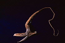 Pelican / Umbrella-mouth gulper eel {Eurypharynx pelecanoides} specimen from deep sea