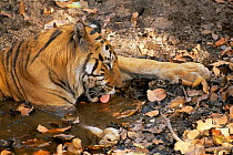 Male Bengal tiger 'Charger' drinking {Panthera tigris tigris}, Bandhavgarh NP, Madhya Pradesh, India