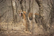Bengal tiger 'flehmen' reaction {Panthera tigris tigris}, Ranthambhore NP, India