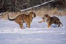 Siberian tigers fighting in snow {Panthera tigris altaica} captive