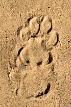 Leopard pug mark footprint {Panthera pardus} Phinda Res. South Africa