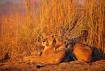 Lions basking in sun {Panthera leo} Linyanti, Botswana