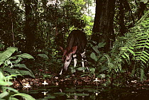Okapi drinking in rainforest {Okapia johnstoni} Epulu Ituri Reserve, Democratic Republic of Congo, formerly Zaire, captive