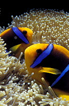 Orange fin anemonefish {Amphiprion chrysopterus} in soft coral