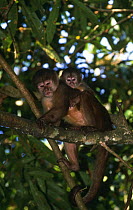 White fronted capuchin monkey {Cebus albifrons} mother with young, Amazonia, Ecuador