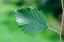 Leaf of Hazel tree {Corylus avellana} Lancashire, UK