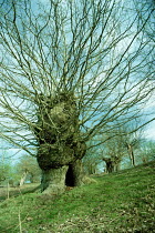 Ancient pollarded English oak tree {Quercus robur} Hatch Park, Kent, UK.