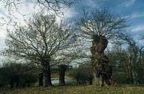 Ancient Pollarded English oak trees {Quercus robur} Hatch park, Kent, UK,  in winter
