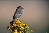 Spotted flycatcher {Muscicapa striata} female on Gorse, Spain.