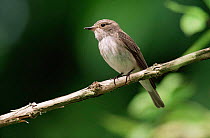 Spotted flycatcher {Muscicapa striata} UK