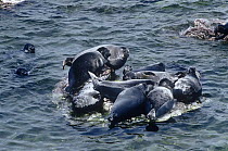 Baikal seals {Pusa sibirica} several on haul out on a small rock, Ushkanyi Is, Lake Baikal, Siberia, Russia