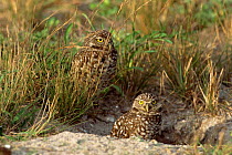 Burrowing owls at den site {Athene cunicularia} Everglades NP, Florida, USA