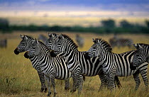 Common zebra {Equus quagga} Masai Mara GR, Kenya