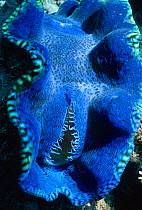 Giant clam {Tridacna gigas} Great Barrier Reef, Australia