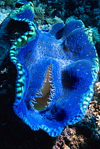 Giant clam {Tridacna sp} Great Barrier Reef, Australia