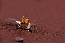 Ghost crab {Ocypode sp} Galapagos.