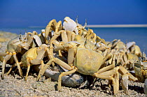 Ghost crabs scavanging on beach {Ocypode saratan} Khor Shumayr, Oman