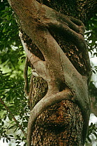 Strangler fig growing round host tree {Ficus destruens} Tongo forest, Virunga NP, Zaire