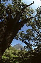 Mikeno volcano viewed from Kabara meadows, Virunga NP, Democratic Republic of Congo (formerly Zaire), Central Africa