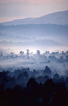 Early morning scenic with mist, Kahuzi - Biega NP, Democratic Republic of the Congo (formerly Zaire)