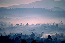 Early morning scenic with mist Kahuzi Biega NP. DR of the Congo