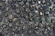 Limpets (Patella argenvillei} at low tide. West coast, South Africa