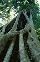 Looking up at Strangler fig {Ficus destruens} on host tree, Madagascar