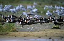 Flock of African skimmer {Rynchops flavirostris} on ground beside Shire River with gulls in the background, Liwonde National Park, Malawi, Africa