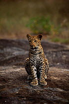 Young Leopard {Panthera pardus} sitting portrait, Mala Mala GR, South Africa