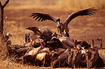 Whitebacked vultures (Gyps africanus) feeding on Buffalo carcass, Kruger NP, South Africa