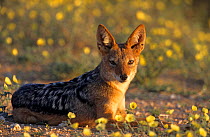 Black backed jackal resting {Canis mesomelas} Kalahari Gemsbok, South Africa
