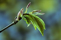 Elm leaves opening {Ulmus procera} England, UK