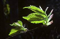 Wych Elm leaves opening {Ulmus glabra} England, UK. May