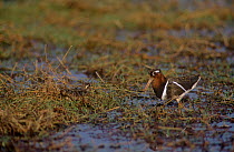 Painted snipe {Rostratula benghalensis} male on nest with female beside, Ranthambore NP, Rajasthan, India