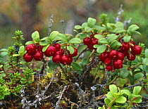 Cranberry plant {Vaccinium vitis adaea} Pallas-Ounastunturi NP, Finland