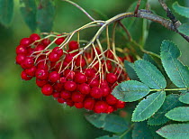 Rowan tree berries {Sorbus aucuparia} Bayerischer Wald NP, Germany