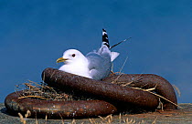Common gull at nest made on metal chain links {Larus canus} Denmark