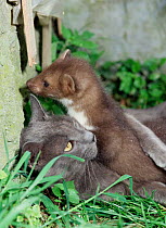 Orphaned Beech marten {Martes foina} adopted by Domestic cat. Imprinting.