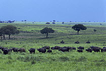 People watching Cape buffalo herd {Synceros caffer} from elephant back, rare use of African elephants for tourism viewing, Garamba NP, Democratic Republic of Congo, Central Africa