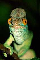 Parson's chameleon portrait {Chamaeleo parsonii} Mantadia NP, Madagascar