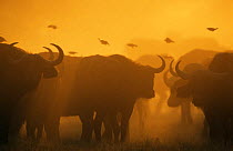 African buffalo silhouetted at dawn {Syncerus caffer} Moremi NP, Botswana