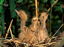 Little bittern chicks in nest. River Po, Italy {Ixobrychus minutus}
